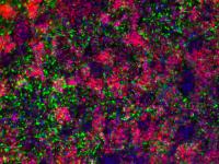 Hypothalamic-like neurons